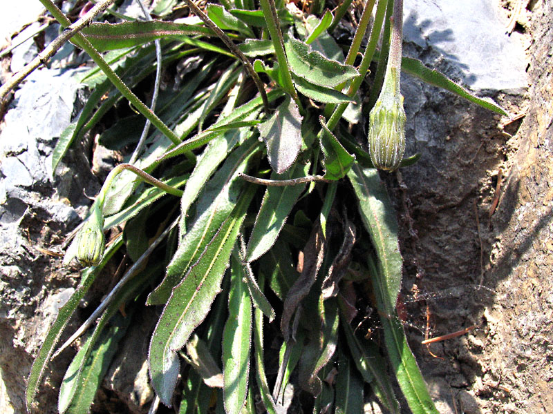 Leontodon tenuiflorus / Dente di leone insubrico.